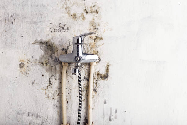 Best Insurance-Related Mold Remediation in North Barrington, IL