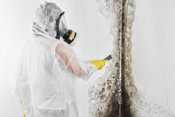Best Black Mold Remediation in North Barrington, IL