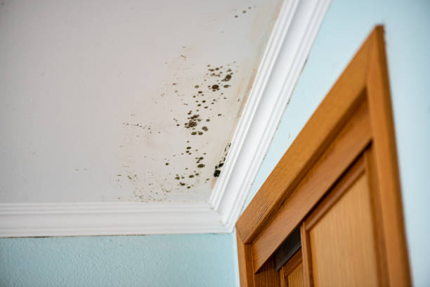 Professional Mold Remediation in North Barrington, IL