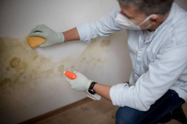 Best Bathroom Mold Remediation in North Barrington, IL