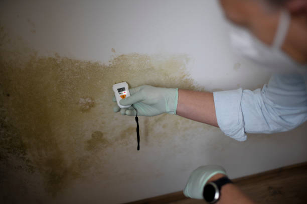 Best Emergency Mold Remediation in North Barrington, IL