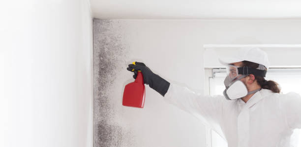 Best Health and Safety Mold Remediation in North Barrington, IL