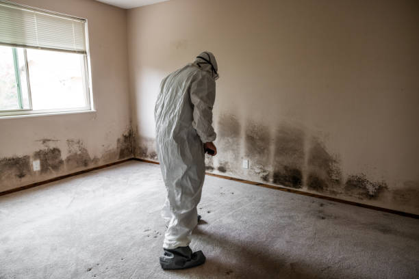 Best Mold Testing and Inspection Services in North Barrington, IL