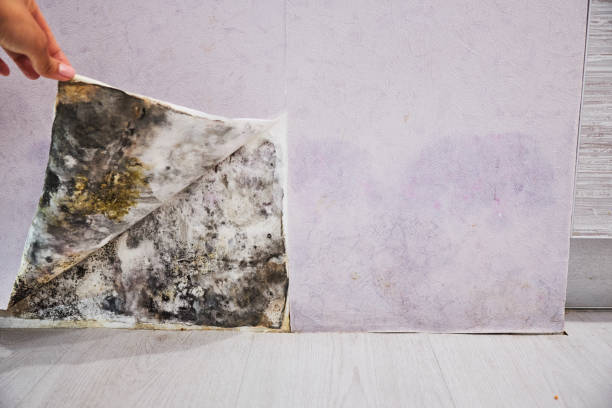 North Barrington, IL Mold Remediation Company